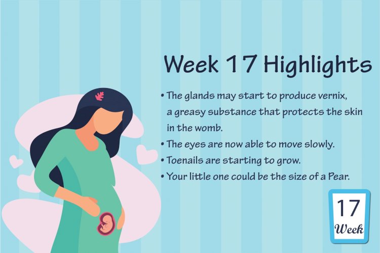 Pregnancy Week – 17